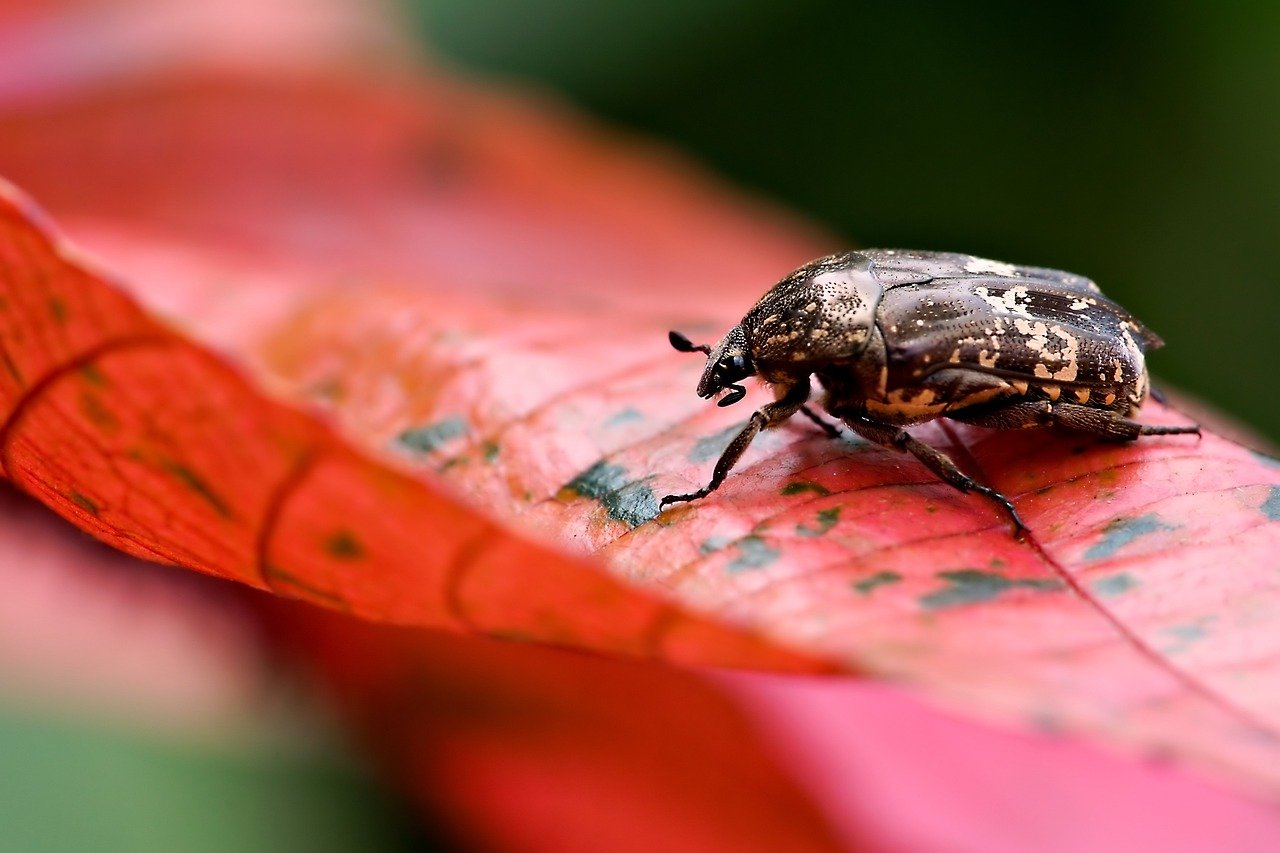 Creating a Wildlife Friendly Garden - A Sustainable Approach